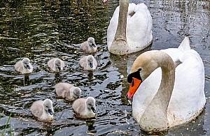 Najsłynniejsza rodzinka na Bielanach. "Ostro pogoniła psa"