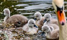 Najsłynniejsza rodzinka na Bielanach. "Ostro pogoniła psa"