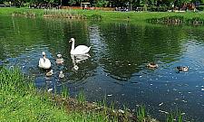 Najsłynniejsza rodzinka na Bielanach. "Ostro pogoniła psa"