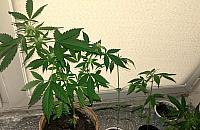 Wesołe poletko na balkonie. Zatrzymany mieszkaniec Targówka