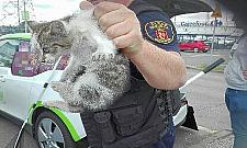 Strażnicy miejscy uratowali... kota. Maluch skrył się w samochodzie