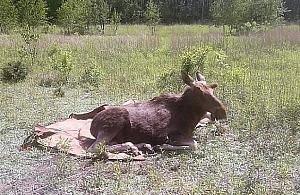Łoś wędrował po Młocinach. Zajęli się nim łowczy