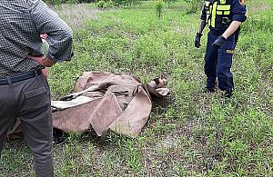 Łosie wstrzymały ruch na S8. "Ogromne zagrożenie"