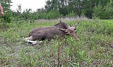 Łosie wstrzymały ruch na S8. "Ogromne zagrożenie"