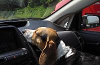 Akcja policji na Wrocławskiej. Wybili szybę, wyciągnęli psa