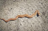 Żmije w Warszawie zdarzają się coraz częściej. Leśnicy ostrzegają