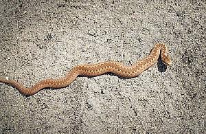 Żmije w Warszawie zdarzają się coraz częściej. Leśnicy ostrzegają