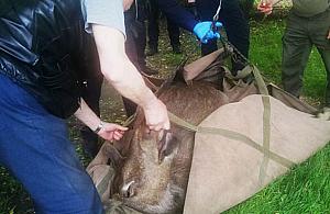 Łoś odwiedził Bielany. Zwierzę dostało zastrzyk i wybiegło na ulicę