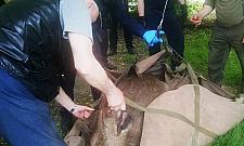 Łoś odwiedził Bielany. Zwierzę dostało zastrzyk i wybiegło na ulicę