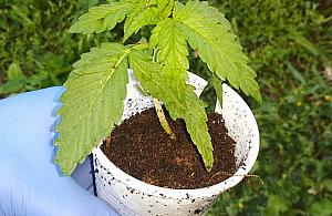 Aresztowany za usiłowanie kradzieży i... roślinkę w doniczce