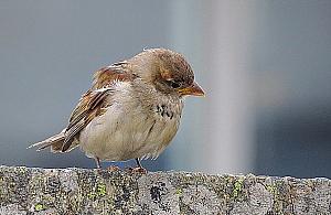 Robotnicy zakleili dziuple. Zrozpaczone wróble nie mogły dotrzeć do piskląt