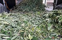 Plantacja marihuany niemal w centrum Warszawy. Zlikwidowano 1300 krzaków
