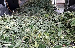 Plantacja marihuany niemal w centrum Warszawy. Zlikwidowano 1300 krzaków