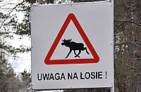 �o� na dwupasm�wce. "Zwierz� sp�oszy�o si�, wpad�o pod samoch�d"