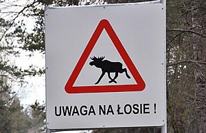 Łoś na dwupasmówce. "Zwierzę spłoszyło się, wpadło pod samochód"