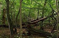 Samolot lądował w lesie Bemowskim