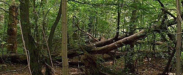 Samolot lądował w lesie Bemowskim