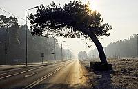 Najpiękniejsza sosna Warszawy o krok od zwycięstwa. Ostatni dzień głosowania