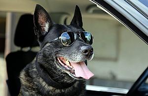 Najdzielniejszy pies Warszawy odchodzi na emeryturę