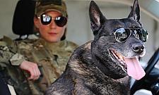 Najdzielniejszy pies Warszawy odchodzi na emeryturę