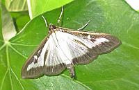 Plaga ćmy azjatyckiej. Opanowała ogrody, wpada do mieszkań