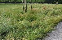 Mieszkaniec: "Kiedyś na trawie w parku można było usiąść, teraz tylko oglądać"