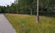 Mieszkaniec: "Kiedyś na trawie w parku można było usiąść, teraz tylko oglądać"