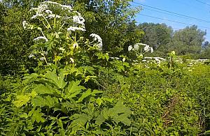 Barszcz Sosnowskiego w Warszawie. "Nie dotykać i od razu zgłosić"