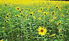 Wieś w wielkim mieście. Rusza Folwark Wawer