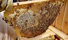 Wieś w wielkim mieście. Rusza Folwark Wawer