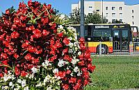 Warszawa ca�a w kwiatach. Tysi�ce ro�lin robi� wra�enie