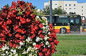 Warszawa cała w kwiatach. Tysiące roślin robią wrażenie