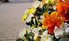 Warszawa cała w kwiatach. Tysiące roślin robią wrażenie