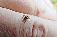Latające kleszcze w natarciu. Co nam grozi w lesie?