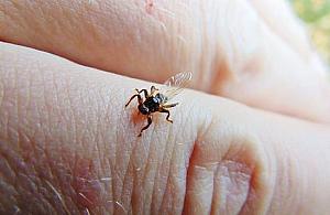 Latające kleszcze w natarciu. Co nam grozi w lesie?