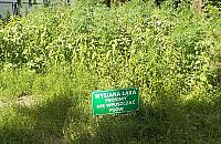 "Nie wpuszczać psów". Hodowca konopi pobił rekord