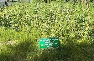 "Nie wpuszczać psów". Hodowca konopi pobił rekord