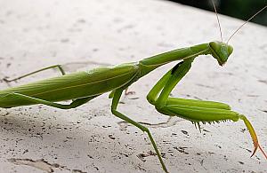 Inwazja modliszek w Warszawie. "Nie wolno ich zabijać ani hodować"