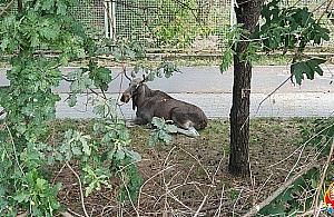 Skandaliczna akcja ratunkowa. "Łoś padł ze stresu"