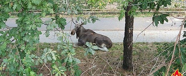 Skandaliczna akcja ratunkowa. "Łoś padł ze stresu"