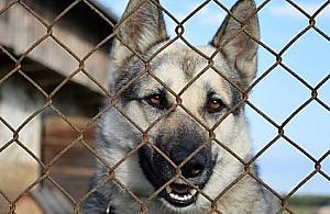 Kup karmę w DH Tarchomin. Drugie tyle sklep da zwierzętom