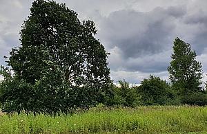 Za mało zieleni na wschodniej Białołęce? Do trzech razy sztuka