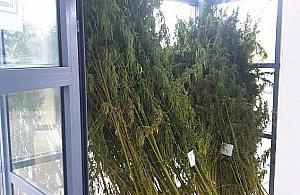 Wesołe pole w Jabłonnie. Policjanci ścięli ponad 250 krzaków