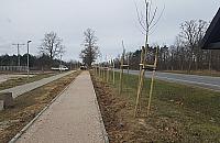 Kilkaset drzew uschło. "Sadzili nie zważając na teren i koszty"