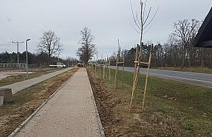 Kilkaset drzew uschło. "Sadzili nie zważając na teren i koszty"