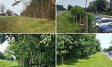 Kilkaset drzew uschło. "Sadzili nie zważając na teren i koszty"