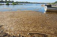 Łowili ryby w ściekach. "Apelujemy o opamiętanie"