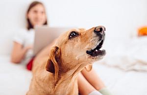 Pies sąsiada wiecznie szczeka? Przełomowy wyrok sądu