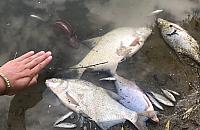 Śnięte ryby w Wiśle. Winna awaria kolektora?