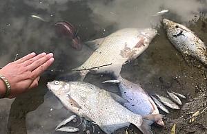 Śnięte ryby w Wiśle. Winna awaria kolektora?